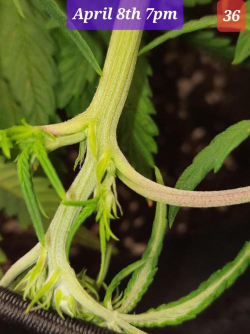 Fast buds purple lemonade auto. Week 6