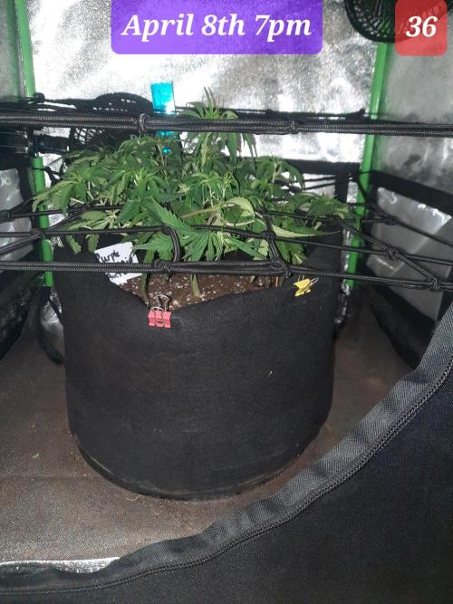 Fast buds purple lemonade auto. Week 6