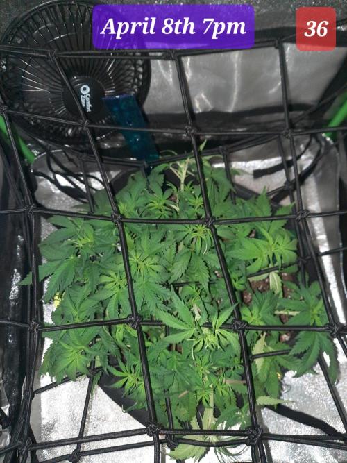 Fast buds purple lemonade auto. Week 6