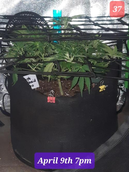 Fast buds purple lemonade auto. Week 6