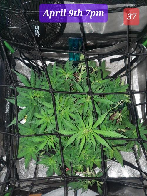Fast buds purple lemonade auto. Week 6