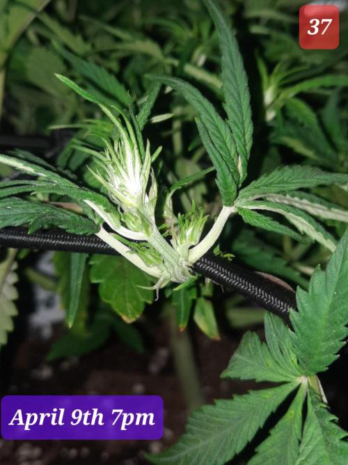 Fast buds purple lemonade auto. Week 6