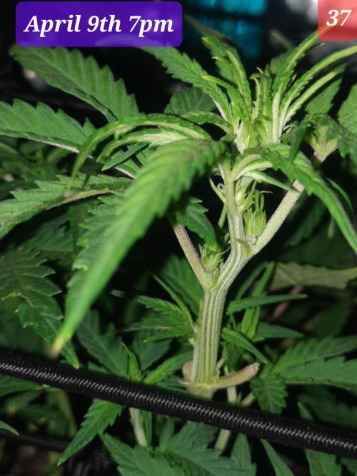 Fast buds purple lemonade auto. Week 6