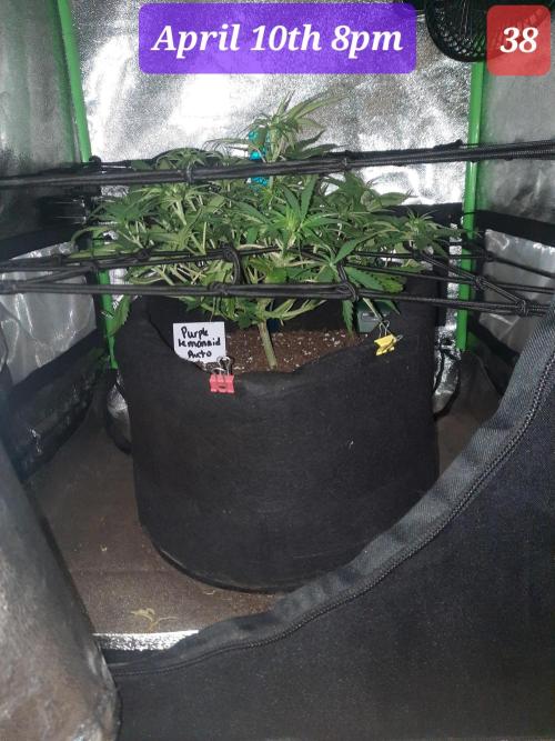 Fast buds purple lemonade auto. Week 6