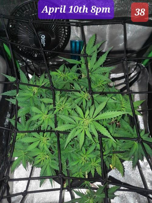 Fast buds purple lemonade auto. Week 6