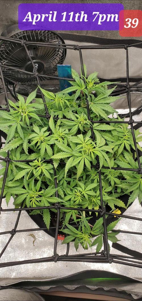 Fast buds purple lemonade auto. Week 6