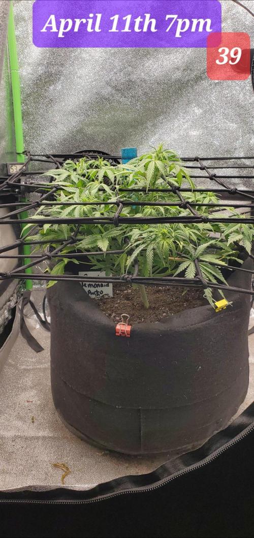 Fast buds purple lemonade auto. Week 6