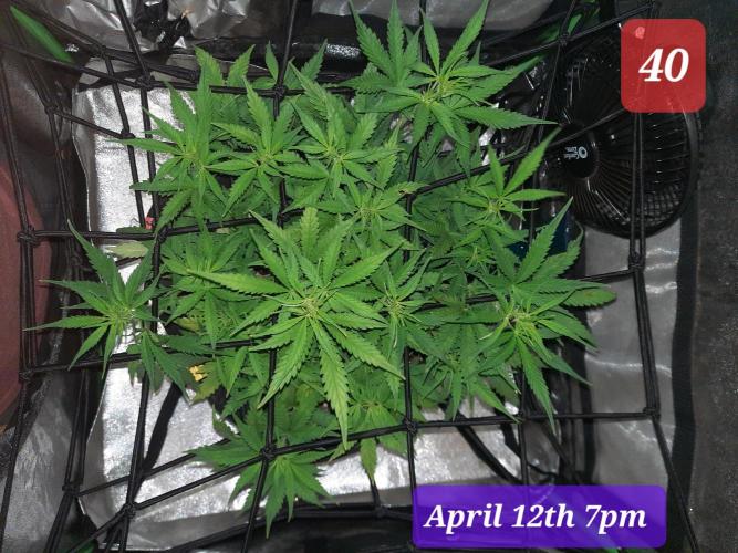 Fast buds purple lemonade auto. Week 6