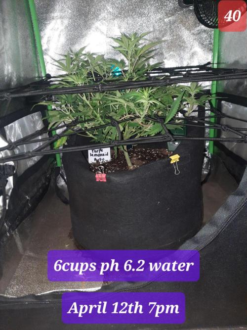 Fast buds purple lemonade auto. Week 6