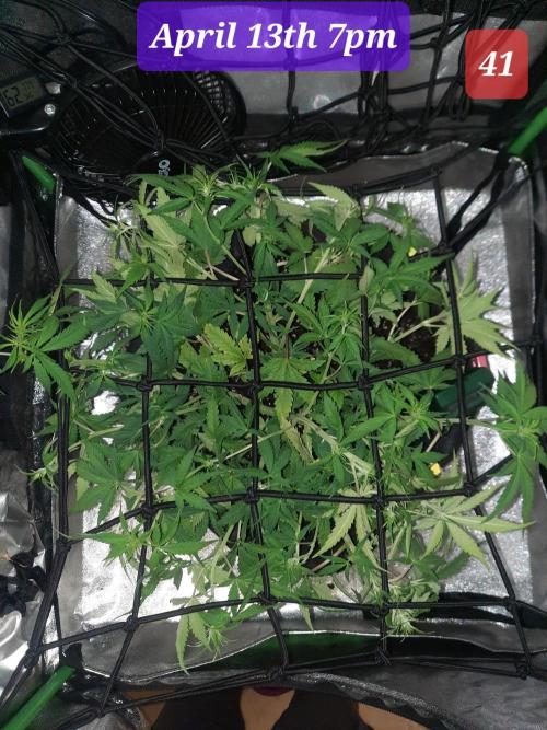 Fast buds purple lemonade auto. Week 6
