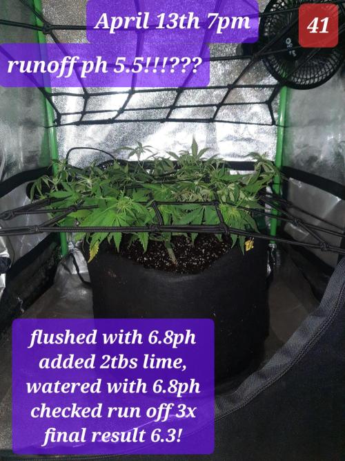 Fast buds purple lemonade auto. Week 6
