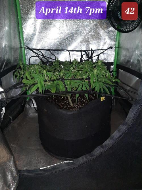 Fast buds purple lemonade auto. Week 6