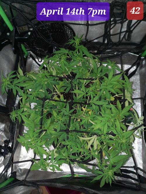 Fast buds purple lemonade auto. Week 6