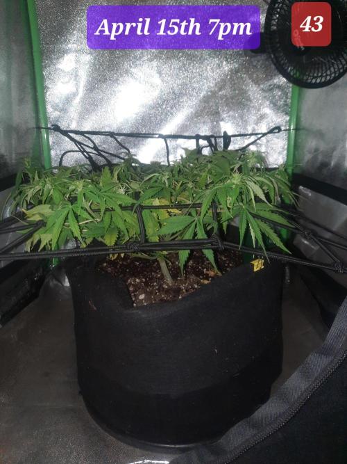 Fast buds purple lemonade auto. Week 7