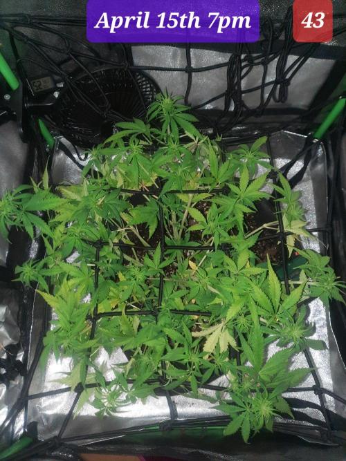 Fast buds purple lemonade auto. Week 7