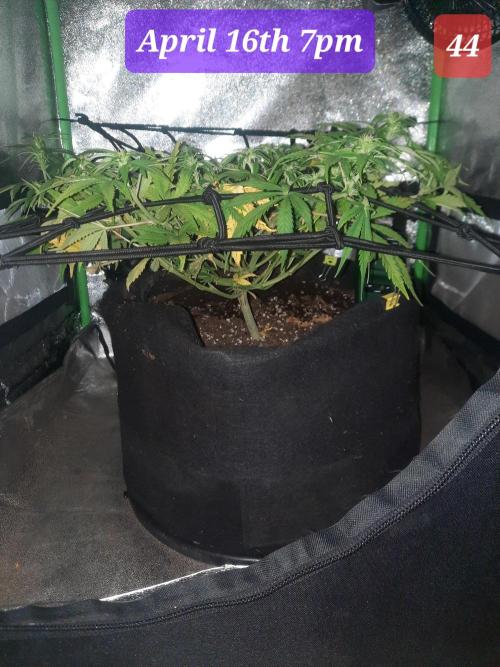 Fast buds purple lemonade auto. Week 7