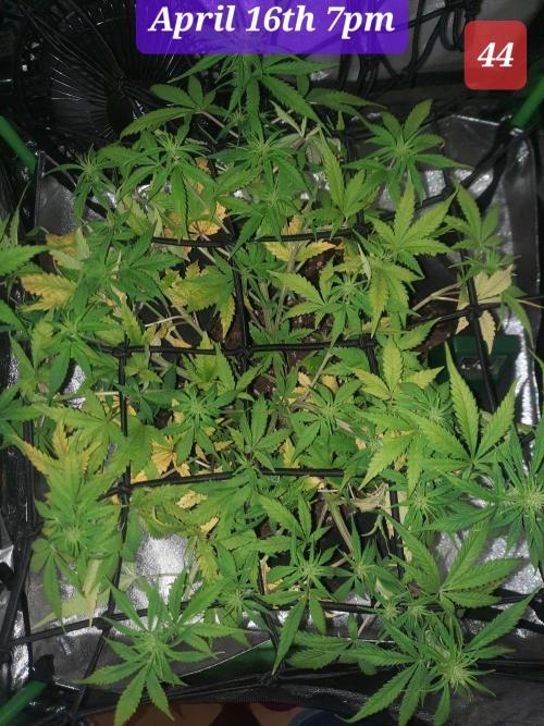 Fast buds purple lemonade auto. Week 7