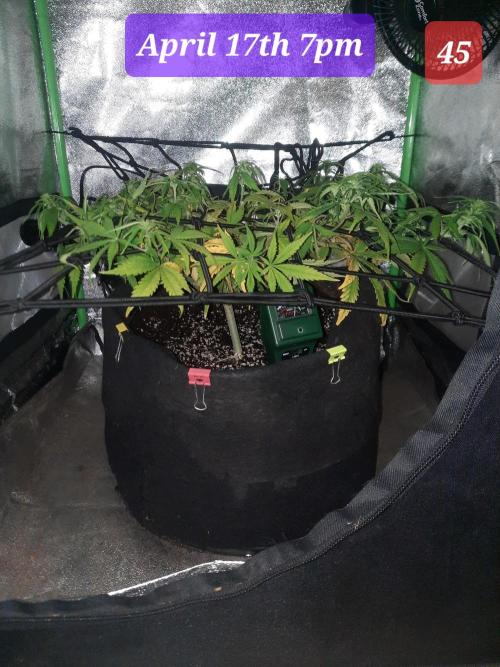 Fast buds purple lemonade auto. Week 7
