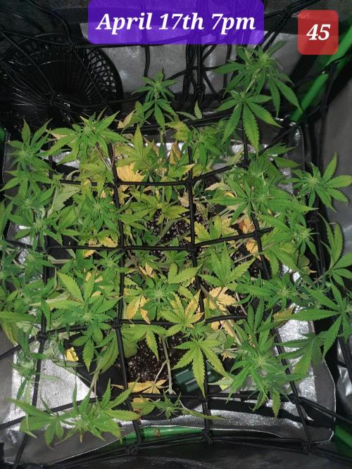 Fast buds purple lemonade auto. Week 7