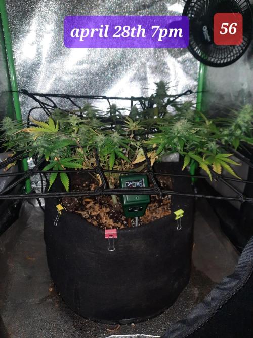Fast buds purple lemonade auto. Week 8