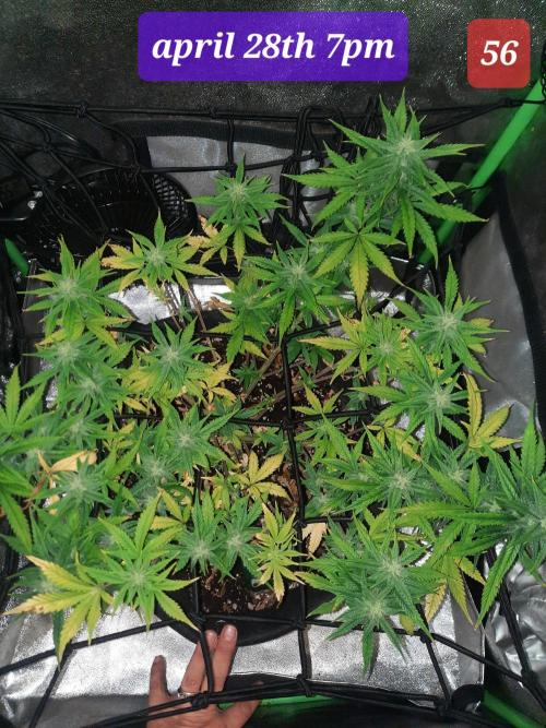 Fast buds purple lemonade auto. Week 8