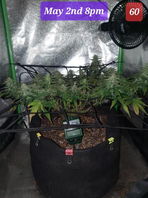 Fast buds purple lemonade auto. Week 9