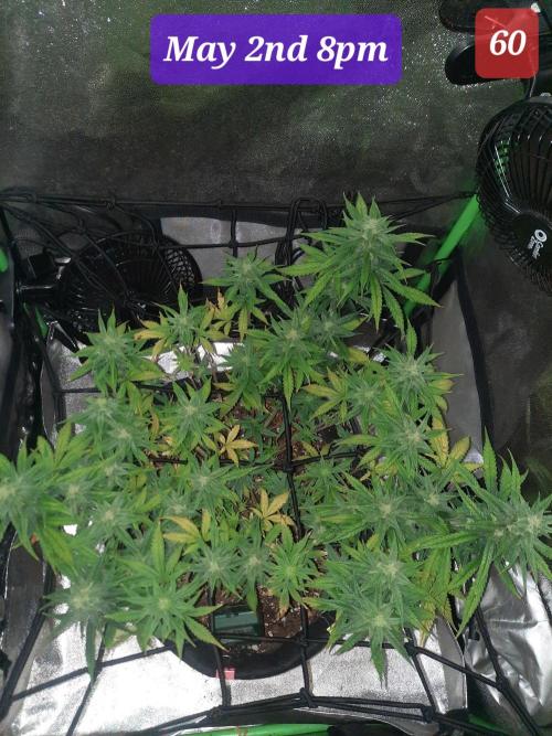 Fast buds purple lemonade auto. Week 9