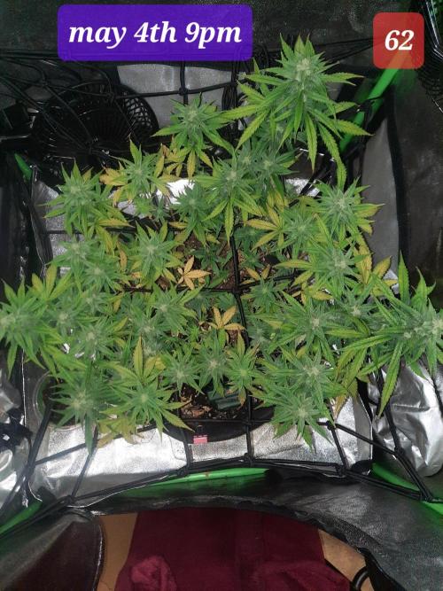 Fast buds purple lemonade auto. Week 9