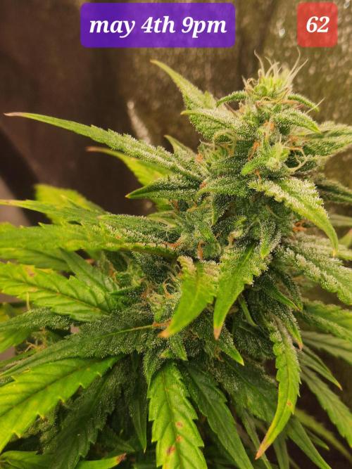 Fast buds purple lemonade auto. Week 9