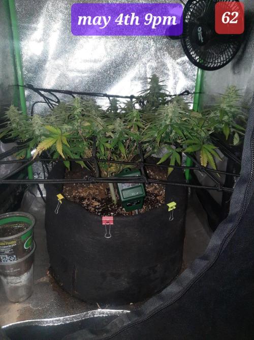 Fast buds purple lemonade auto. Week 9
