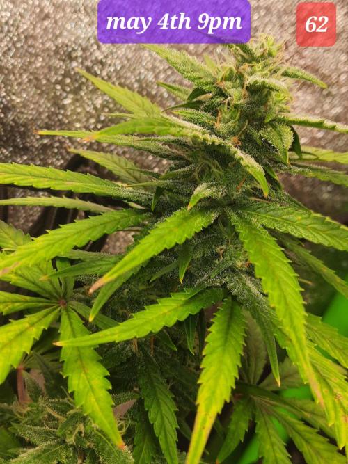 Fast buds purple lemonade auto. Week 9