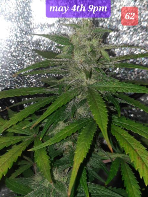 Fast buds purple lemonade auto. Week 9