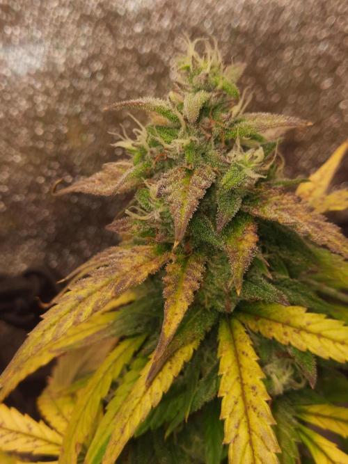 Fast buds purple lemonade auto. Week 10