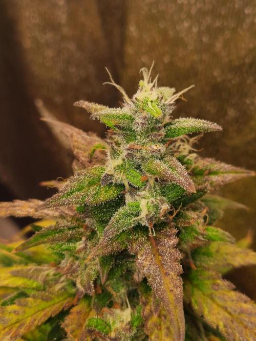 Fast buds purple lemonade auto. Week 10