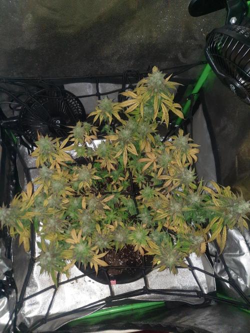 Fast buds purple lemonade auto. Week 10