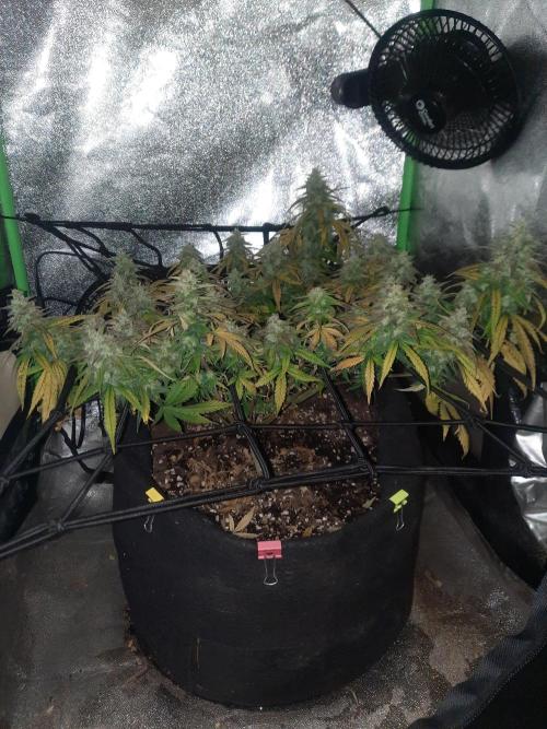 Fast buds purple lemonade auto. Week 10