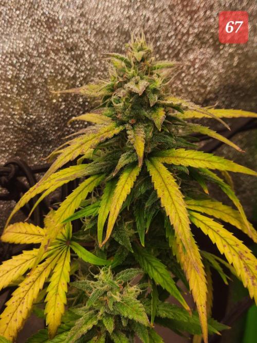 Fast buds purple lemonade auto. Week 10