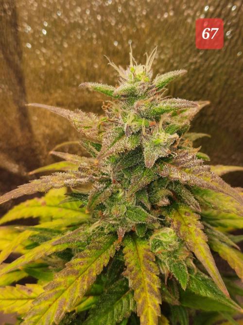 Fast buds purple lemonade auto. Week 10
