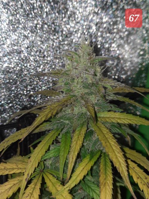 Fast buds purple lemonade auto. Week 10
