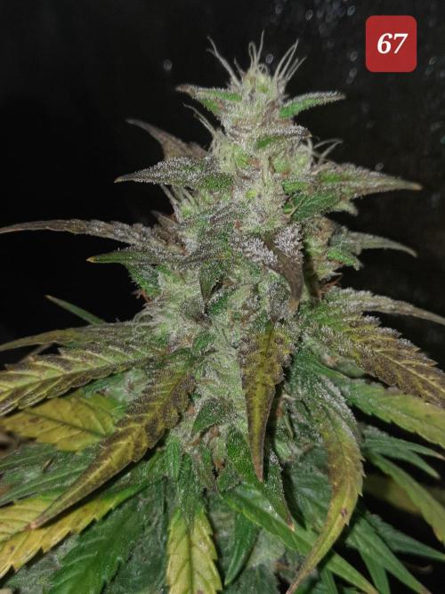 Fast buds purple lemonade auto. Week 10