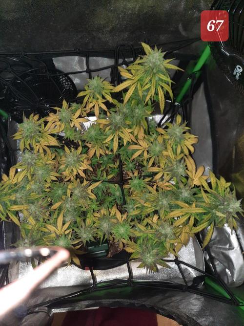 Fast buds purple lemonade auto. Week 10
