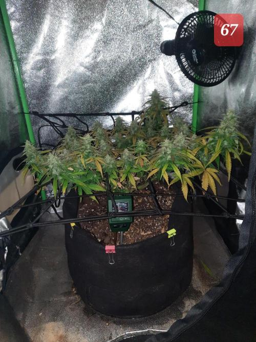 Fast buds purple lemonade auto. Week 10