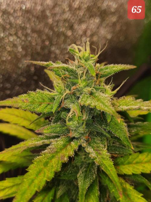 Fast buds purple lemonade auto. Week 10