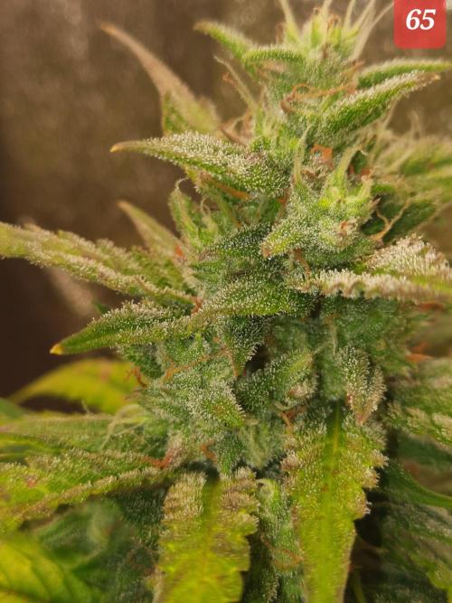 Fast buds purple lemonade auto. Week 10
