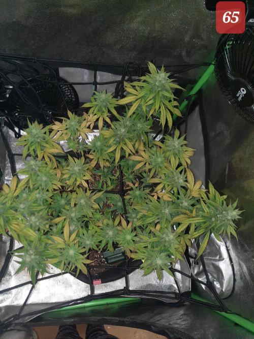 Fast buds purple lemonade auto. Week 10