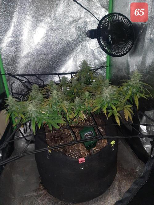 Fast buds purple lemonade auto. Week 10