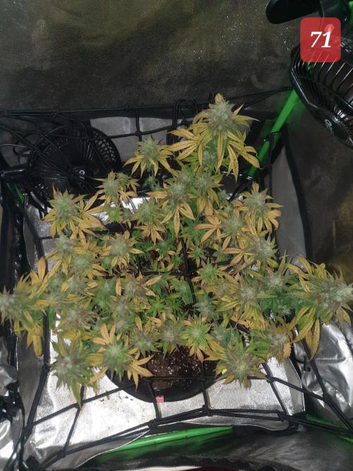 Fast buds purple lemonade auto. Week 11