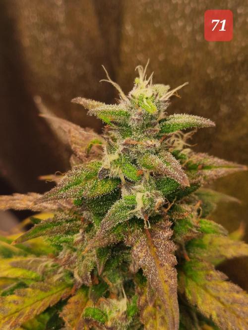 Fast buds purple lemonade auto. Week 11
