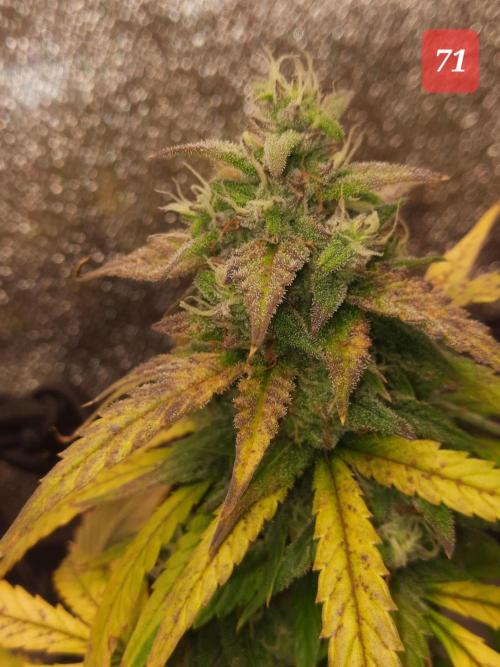 Fast buds purple lemonade auto. Week 11