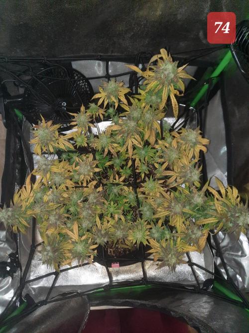 Fast buds purple lemonade auto. Week 11